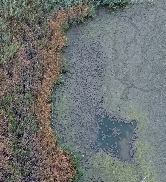 vegetation and weed identification